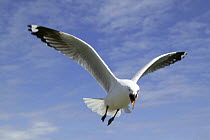 Silver Gull {Chroicocephalus novaehollandiae} calling in flight, Australia.