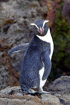 Snares crested / island penguin {Eudyptes robustus} New Zealand
