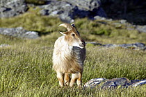 Himalayan Tahr {Hemitragus jemlahicus} Kelvin Heights, Queenstown, New Zealand - released into the Southern Alps in 1904.