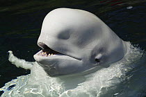 Beluga / White whale {Delphinapterus leucas} face portrait, Vancouver Aquarium, Canada.