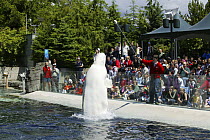 Beluga / White whale {Delphinapterus leucas} spyhopping / leaping during show at Vancouver Aquarium, Canada.