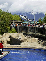 Pacific white-sided dolphin {Lagenorhynchus obliquidens} leaping during performance at Vancouver Aquarium, Canada.