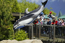 Pacific white-sided dolphin {Lagenorhynchus obliquidens} jumping with tourists in background, during performance at Vancouver Aquarium, Canada.