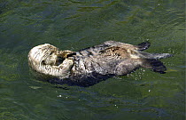 Sea Otter {Enhydra lutris} floating on back, Vancouver Aquarium, Canada, captive