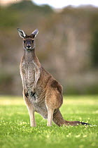 Western grey kangaroo {Macropus fuliginosus} Heirisson Island, Perth, Australia.