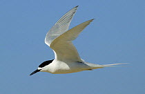 White fronted tern {Sterna striata} in flight, Dunedin, New Zealand