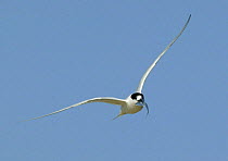 White fronted tern {Sterna striata} in flight with fish, Dunedin, New Zealand