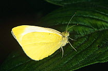 Cloudless sulphur butterfly (Phoebis sennae) captive, USA