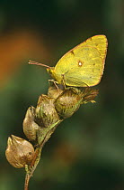 Clouded yellow butterfly (Colias crocea) on seedhead, Sussex, UK