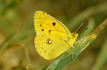 Clouded yellow butterfly (Colias crocea) UK