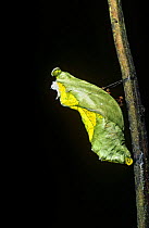Butterfly chrysalis (Parides vertumnus) attached to plant stem, Amazonia, Ecuador