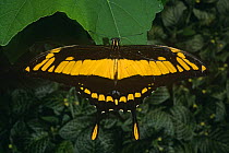 King swallowtail butterfly (Papilio thoas) captive, Amazonia, Ecuador