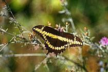 Giant swallowtail butterfly (Papilio cresphontes) Ontario, Canada