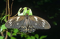 A female Cairns birdwing butterfly (Ornithoptera euphorion) warms herself in the early morning sun in a walk-through aviary/habitat at the Kuranda Butterfly Farm in North Queensland. Captive.
