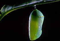 Chrysalis of Monarch butterfly (Danaus plexippus), USA