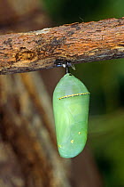 Chrysalis of Monarch butterfly (Danaus plexippus) USA