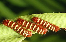 Caterpillar larvae of Cycad butterfly (Eumaeus minijas) feeding on Cycad leaf, Belize, Central America