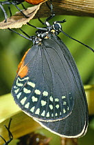 Cycad butterfly (Eumaeus minijas) Belize, Central America