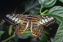 Clipper butterfly (Parthenos sylvia) captive, from SE Asia