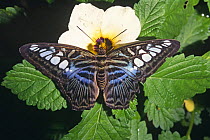 Clipper butterfly (Parthenos sylvia lilacinus) Malaysia