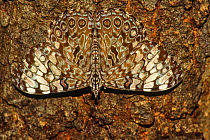 Cracker butterfly (Hamadryas sp) camouflaged on bark, Costa Rica