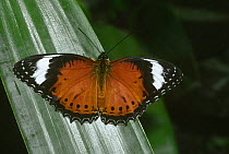 Orange lacewing butterfly (Cethosia penthesilea) captive, Australia
