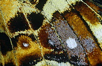 Close up of wing pattern of Map butterfly (Araschnia levana) Germany