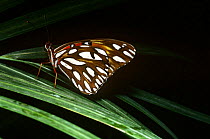Regal fritillary butterfly (Speyeria idalia) USA