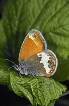 Pearly heath butterfly (Coenonympha arcania) Germany