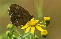 Ringlet butterfly (Aphantopus hyperantus) Holland