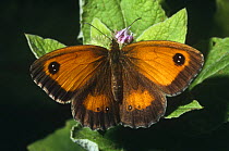 Hedge brown / Gatekeeper butterfly (Pyronia tithonus) Wiltshire, UK