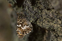 Grayling butterfly {Hipparchia semele} camouflaged against bark, Belgium