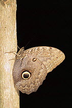 Owl butterfly {Caligo eurilochus} Amazonia, Ecuador