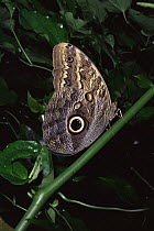 Owl butterfly {Caligo eurilochus} Monteverde NR, Costa Rica
