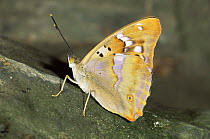 Lesser purple emperor butterfly {Apatura ilia clytie} wings closed, Germany