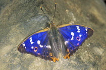 Lesser purple emperor butterfly {Apatura ilia clytie} wings open, Germany