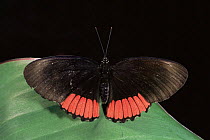 Crimson banded butterfly {Biblis hyperia} captive, Amazonia, Ecuador