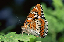 Poplar admiral butterfly {Limenitis populi} Germany