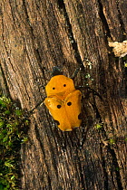 Madagascar beetle (Doryscelis calcarata) Perinet SR, Madagascar