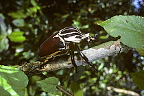 Goliath beetle (Goliathus sp) Ituri Rainforest, Democratic Republic of Congo