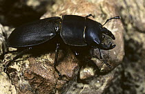 Lesser stag beetle (Dorcus parallelopipedus) UK