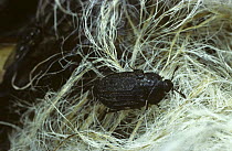 Black carrion beetle (Silpha carinata) amongst hair, UK