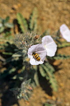 Wasp oil beetle (Croscherichia richteri) feeding from desert flower, Al Ansab, Oman