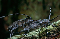 Timberman beetles mating (Acanthocinus aedilis) UK