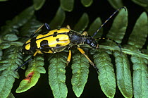 Longhorn beetle (Rhagium mordax) UK