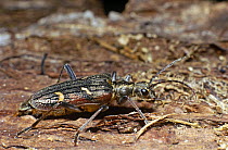 Longhorn beetle (Strangalia quadrifasciatus) UK