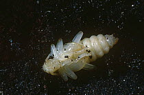 Chrysalis of Longhorn beetle (Rhagium mordax) UK