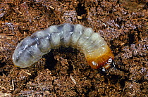 Larva of Longhorn beetle (Rhagium mordax) UK