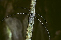 Timberman beetles mating (Acanthocinus aedilis) showing long antennae, UK