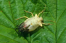 Forest bug (Pentatomida rufipes) UK